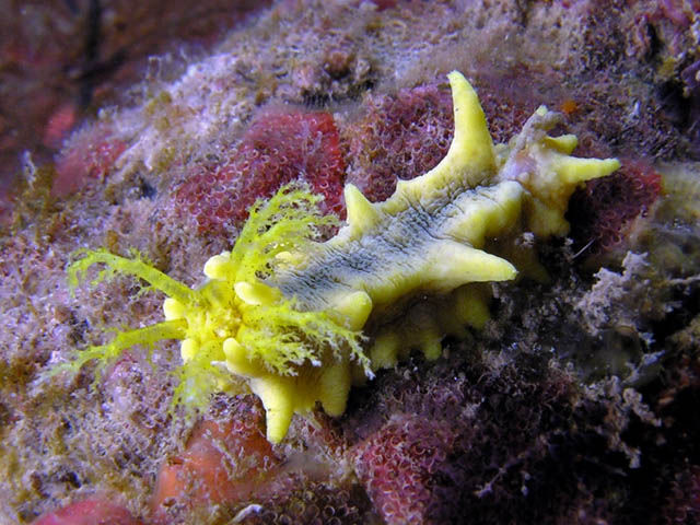 Colochirus robustus